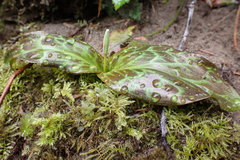 Erythronium revolutum