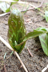 Erythronium revolutum