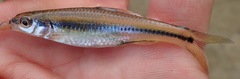 Notropis texanus
