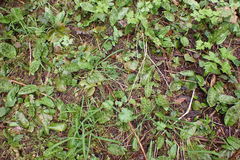 Erythronium revolutum