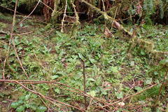 Erythronium revolutum