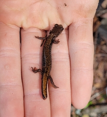 Plethodon larselli