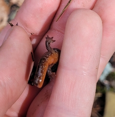 Plethodon larselli