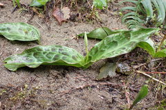 Erythronium revolutum