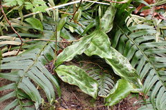 Erythronium revolutum