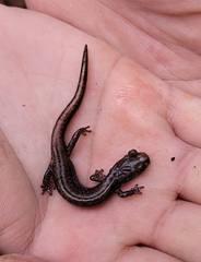 Plethodon larselli