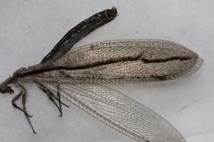 Protoplectron longitudinale