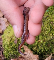 Plethodon larselli