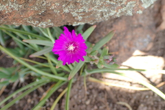 Delosperma lavisiae image