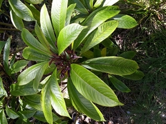 Clermontia parviflora