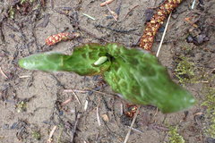 Erythronium revolutum