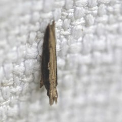Hypatima spathota