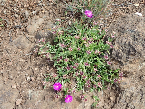 Image of Delosperma lavisiae by no rights reserved