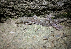 Gekko subpalmatus