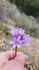 Dichelostemma congestum