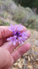 Dichelostemma congestum