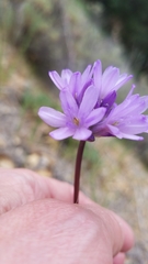 Dichelostemma congestum