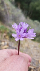 Dichelostemma congestum