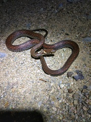 Hebius craspedogaster