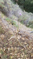 Dichelostemma congestum