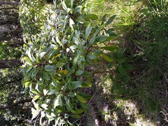 Clermontia parviflora