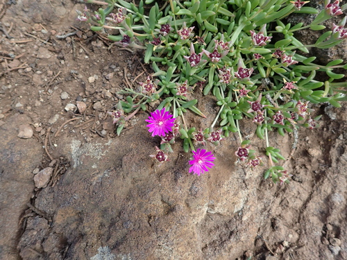 Aizoaceae image