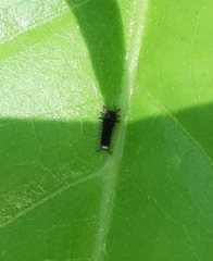 Graphium agamemnon