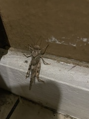 Trimerotropis pallidipennis