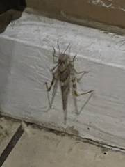 Trimerotropis pallidipennis