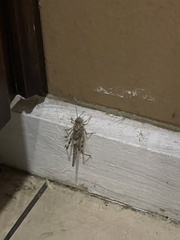 Trimerotropis pallidipennis