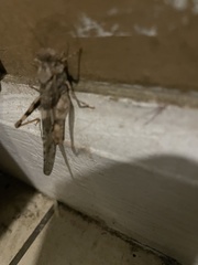 Trimerotropis pallidipennis