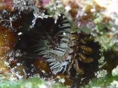 Ophiocoma echinata