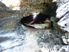 Phaethon lepturus catesbyi