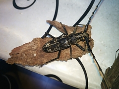 Trirachys orientalis