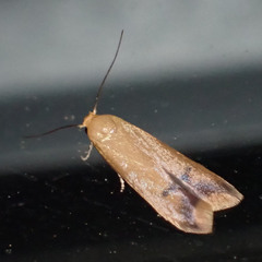 Tachystola hemisema
