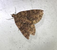 Polyclysta hypogrammata