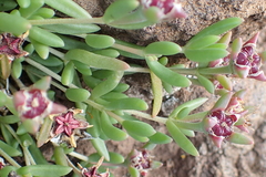 Delosperma lavisiae image