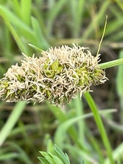 Divisae