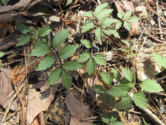 Cardamine leucantha
