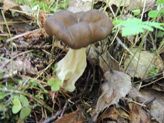 Gyromitra sphaerospora