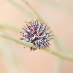 Rhopalomyia utahensis