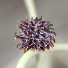 Rhopalomyia utahensis