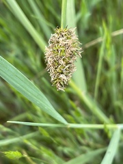 Divisae