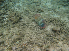 Cheilinus trilobatus