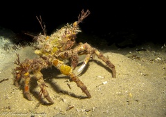 Leptomithrax gaimardii