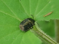 Crocistethus major