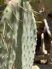 Opuntia caboensis