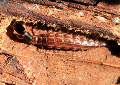 Phaeostigma notata
