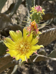 Opuntia caboensis