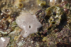 Lissoclinum perforatum